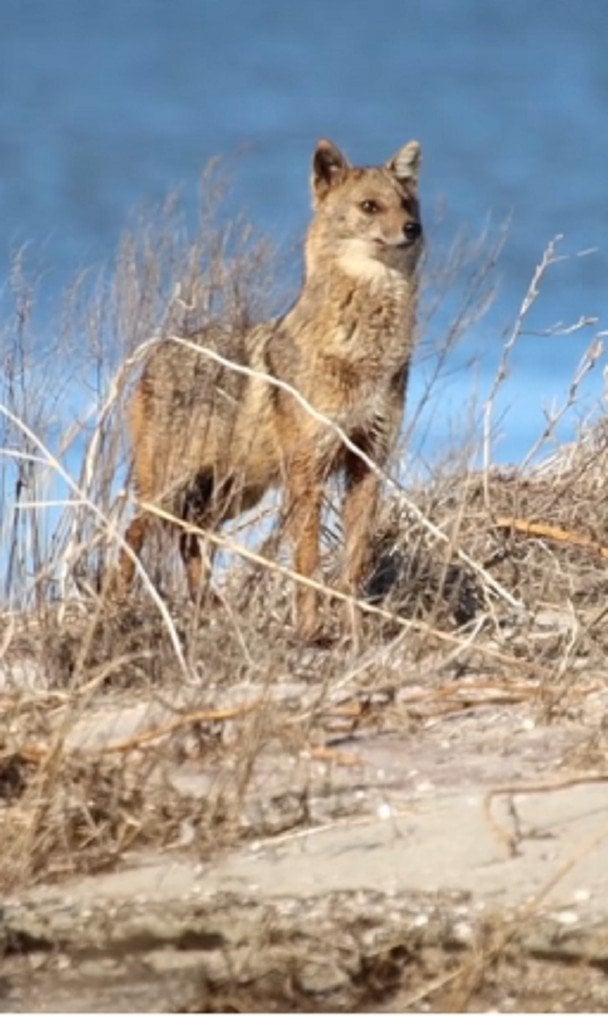 Camera Trap Captures First-Ever Golden Jackal Sighting in Tuzly Lagoons National Park