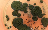Chernobyl fungi in space research