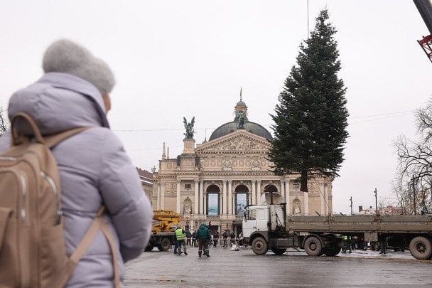 Головна ялинка Львова з крислатої смереки