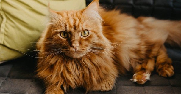 Meet Ukraine's Largest Cat: A Maine Coon Named Theodore Weighs 14 kg and Stretches Over 130 cm