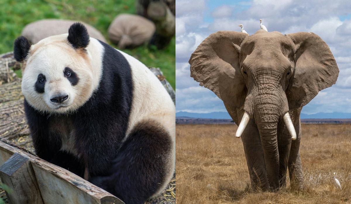 Umfrage: Australien ist das beliebteste Ziel für Wildtierbeobachtungen