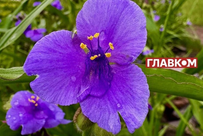 Ураган на Полтавщині: без світла залишилися тисячі абонентів