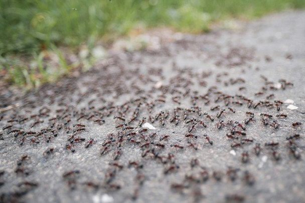 Temnothorax kinomurai: japońskie mrówki, które zrezygnowały z samców i robotnic