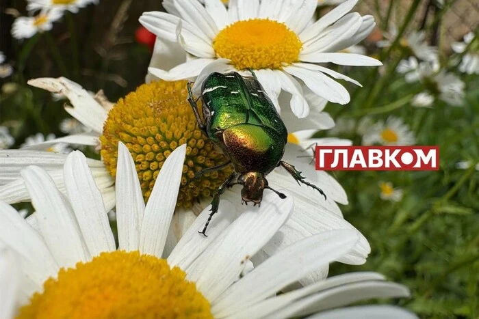В Україні невелика хмарність: прогноз погоди на 28 серпня