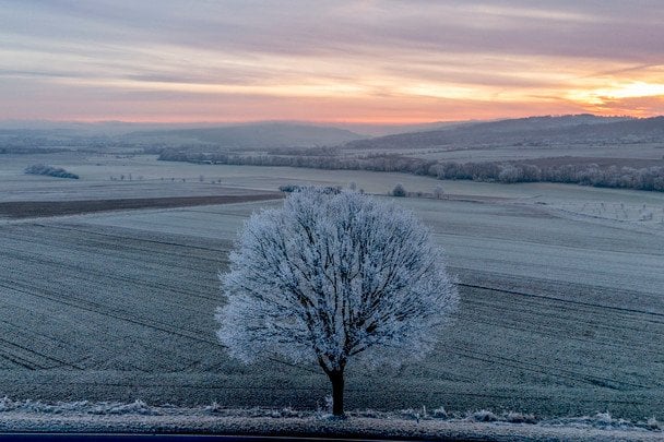 Test psychologiczny: co Twoje ulubione drzewo mówi o Twojej osobowości