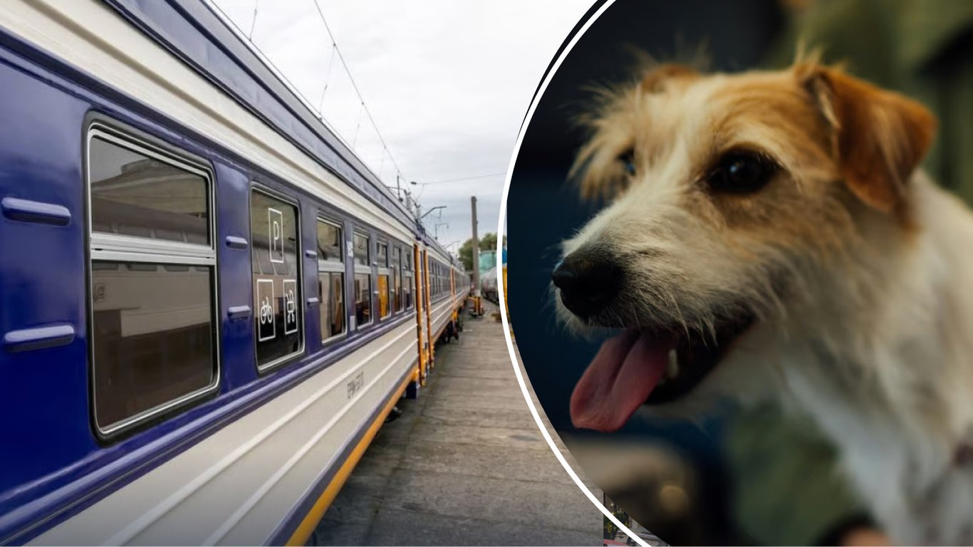 Podróż pociągiem z pupilem: jakie dokumenty są wymagane przy zakupie biletu?