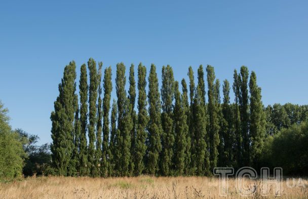 Шість небезпечних дерев для двору