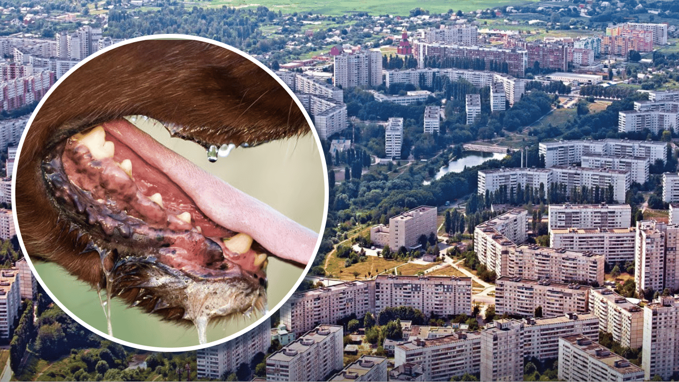 Wścieklizna u szczeniaka w Charkowie. Kwarantanna na osiedlu Sałtiwka