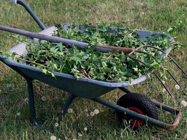 Cztery składniki z kuchni uratują twój ogród – mikstura w 60 minut