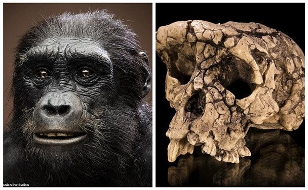 The earliest ancestor of humans walked on two legs 7 million years ago
