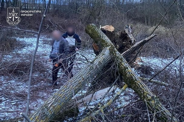 На Закарпатті під час рубання дерева загинула дитина: затримано чоловіка