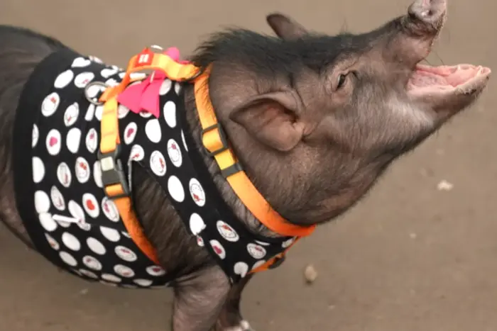 A stylish pig strolled through the center of Odessa