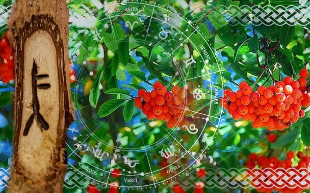 Horoskop na pierwszy tydzień 2026 roku: jak celtyckie drzewa pomogą znaleźć równowagę