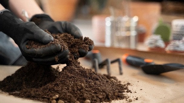 Szkodliwy torf dla sadzonek? Jak naprawić wady popularnego podłoża