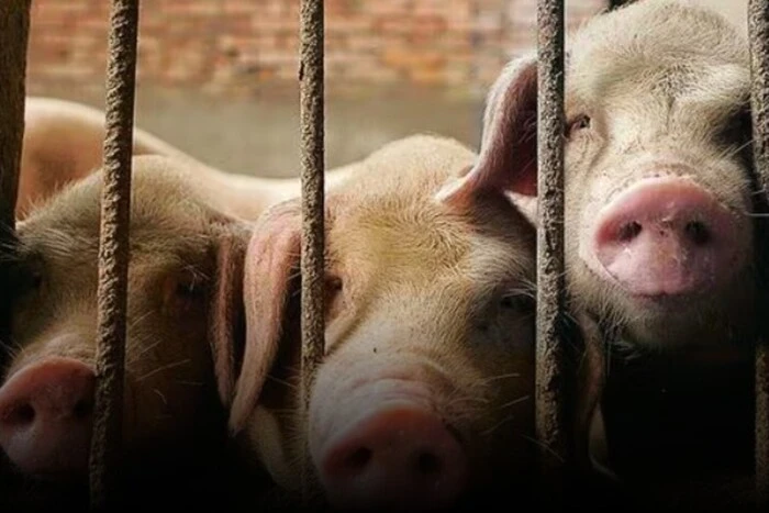 Werden Schweine zur Bedrohung für den Menschen? Ein gefährliches Virus wütet in Europa