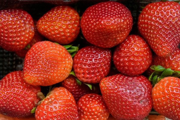 Замерзлі абрикоси та яблуні