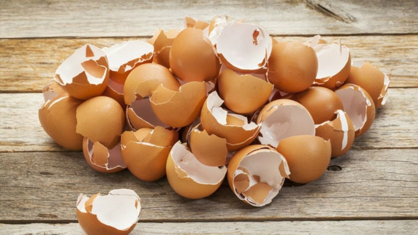 Zimowy ogród wzmocniony skorupkami jaj: naturalny nawóz i ochrona