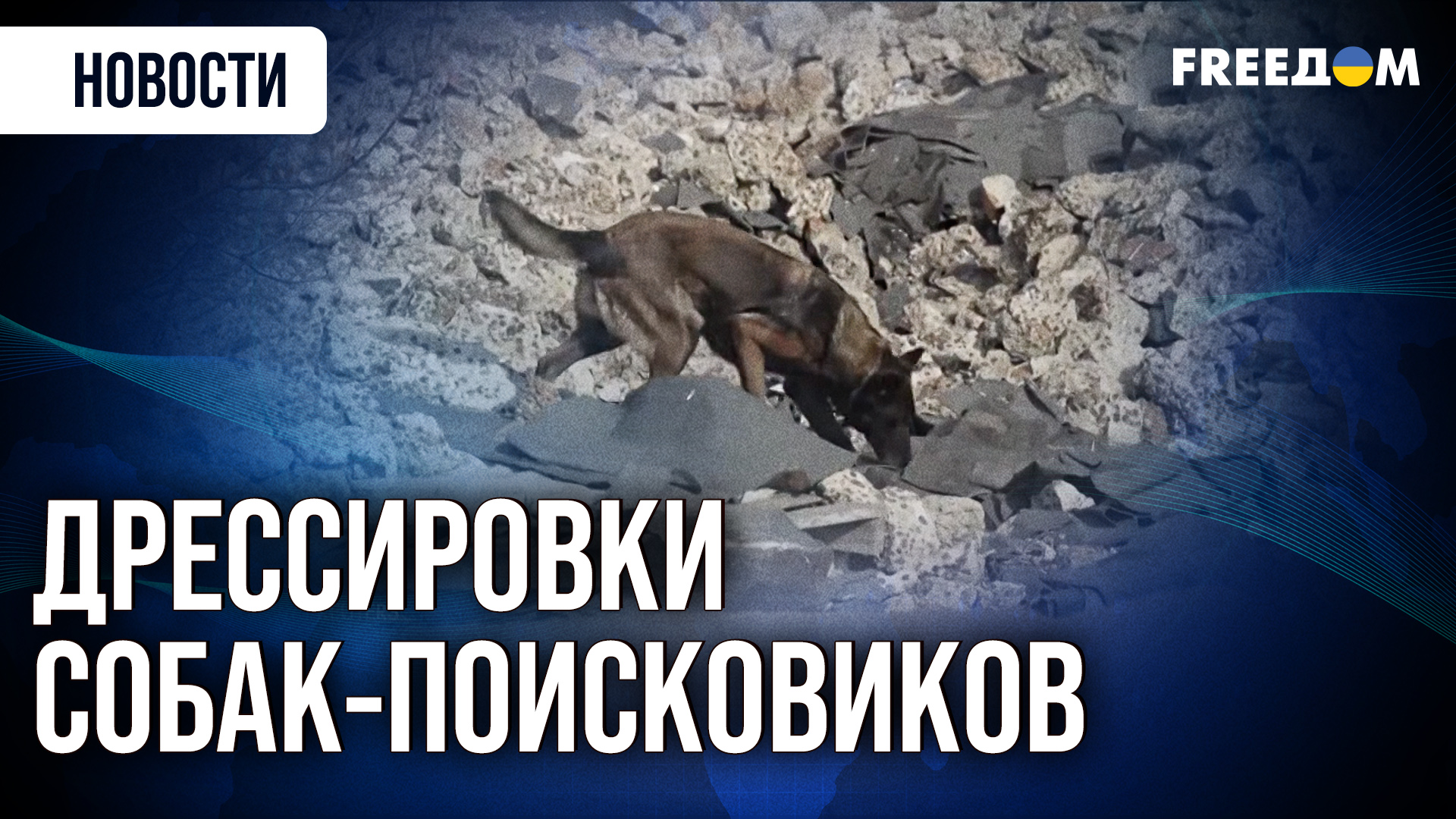 Собаки ищут людей под завалами