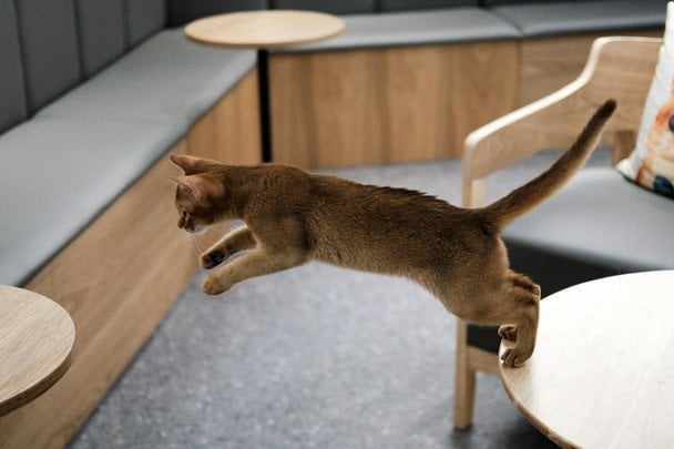 Кот приземляется на лапы