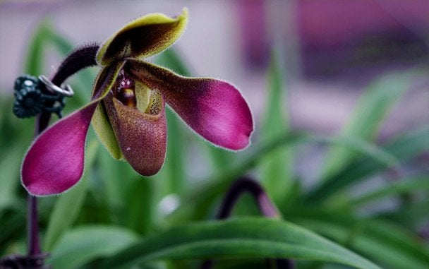Orchidee zakwitną bujniej dzięki domowemu nawozowi z obierek ziemniaczanych