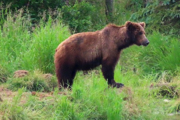 Kotka Mika zaprzyjaźniła się z niedźwiedziami w wietnamskim zoo: niezwykła przyjaźń stała się sensacją
