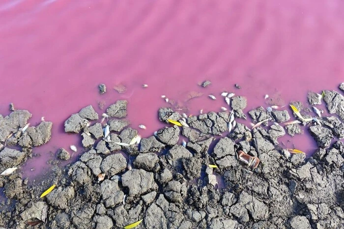 Экологическая аномалия в Одесской области: вода в пруду стала розового цвета