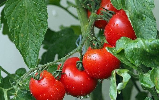 Luty – siew późnych pomidorów: Trzy odmiany na rekordowe zbiory