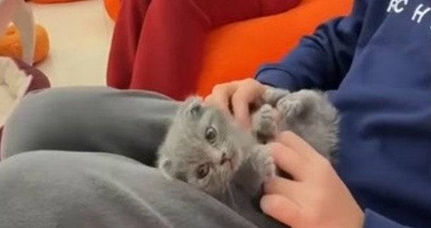 В Одесі кошенят здають в оренду: двоє тварин загинуло через скандальний бізнес