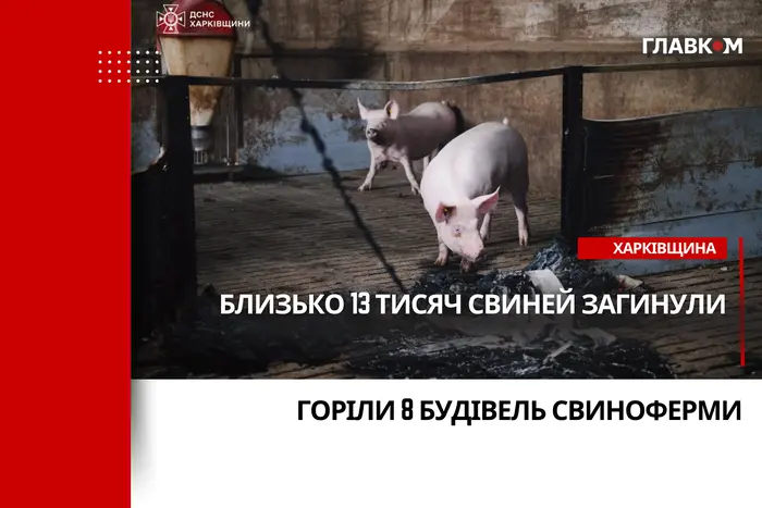 Russischer Angriff auf Charkow: Mehr als 13.000 Schweine sind gestorben