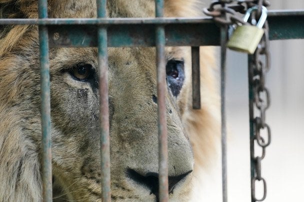 Der russische Angriff auf den Ökopark bei Charkiw: Verletzte Löwen und Freiwillige