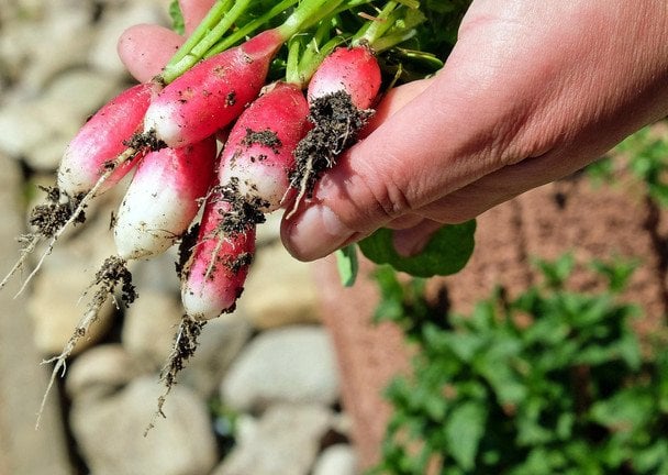 Naturalny nawóz z wapniem na zimę: wykorzystaj skorupki jaj w ogrodzie
