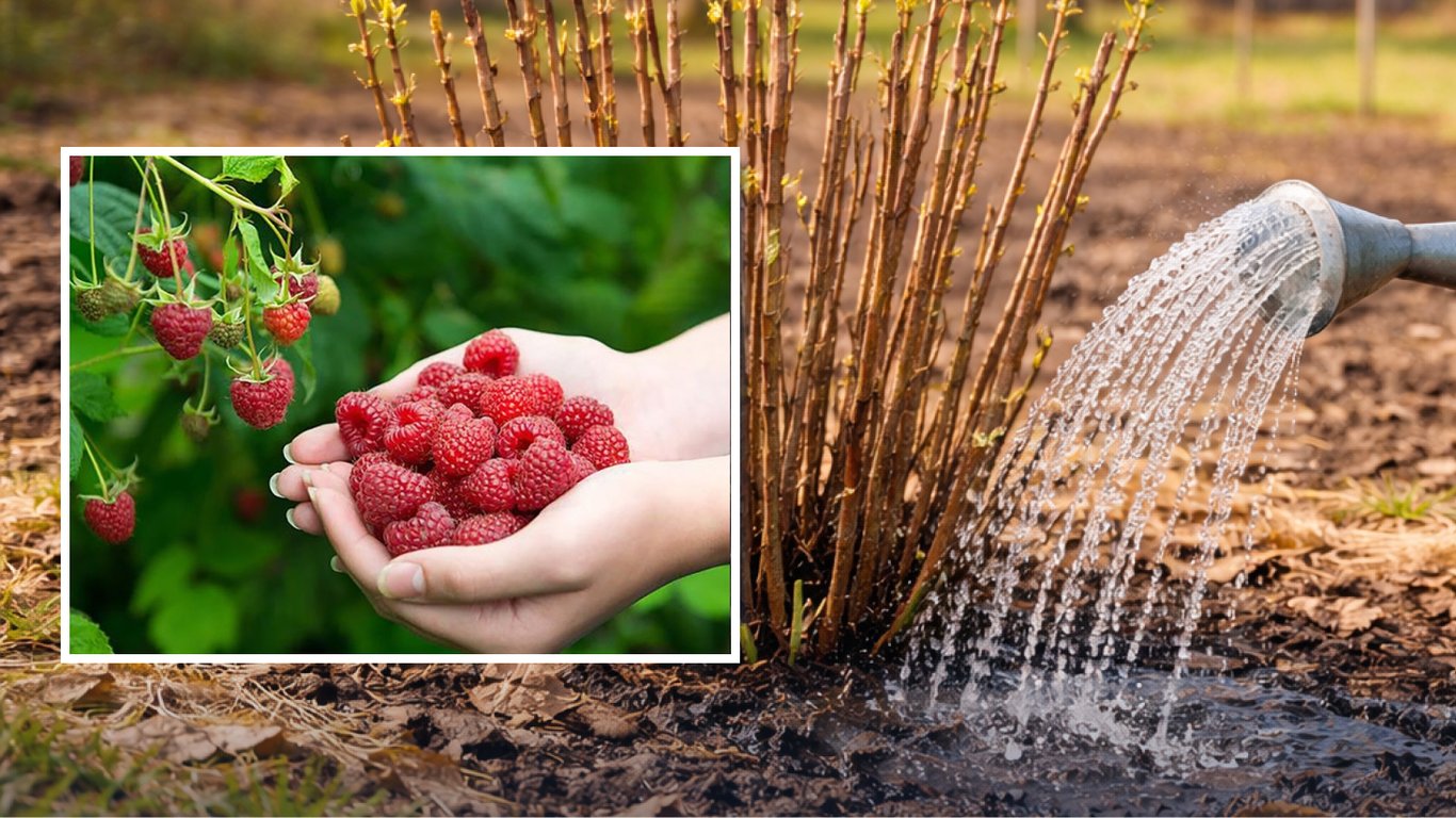 Wiosenne nawożenie malin: klucz do obfitych plonów