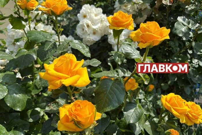 Variable cloudiness and brief rains in Ukraine: weather forecast for June 11