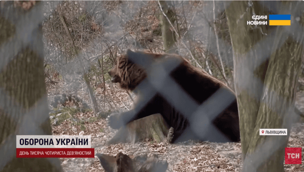 Прокинулися ведмеді у притулку