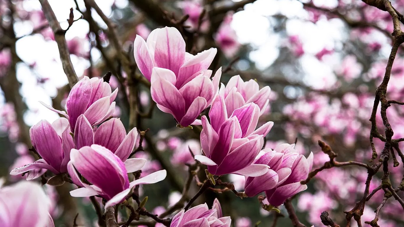 Trzy zasady, które ochronią magnolię przed zimą