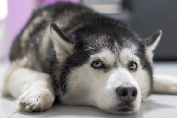 Właścicielka husky nie poznała swojego psa po wizycie u groomera – nagranie obiegło sieć