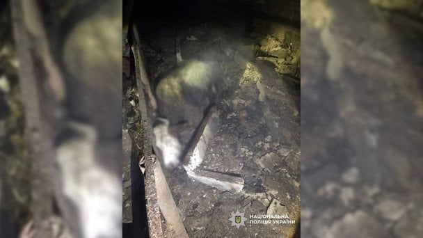 Российские дроны уничтожили ферму в Черниговской области: семья в мгновение потеряла бизнес