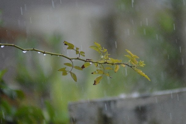 Wiosenna huśtawka pogodowa: deszcze i ochłodzenie w Ukrainie przed Niedzielą Palmową