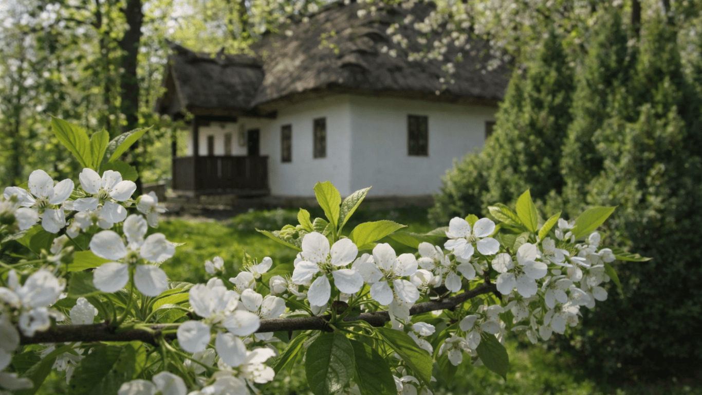 Te krzewy sadzą miliony Polaków na posesji – które rośliny przynoszą szczęście i chronią dom przed złem