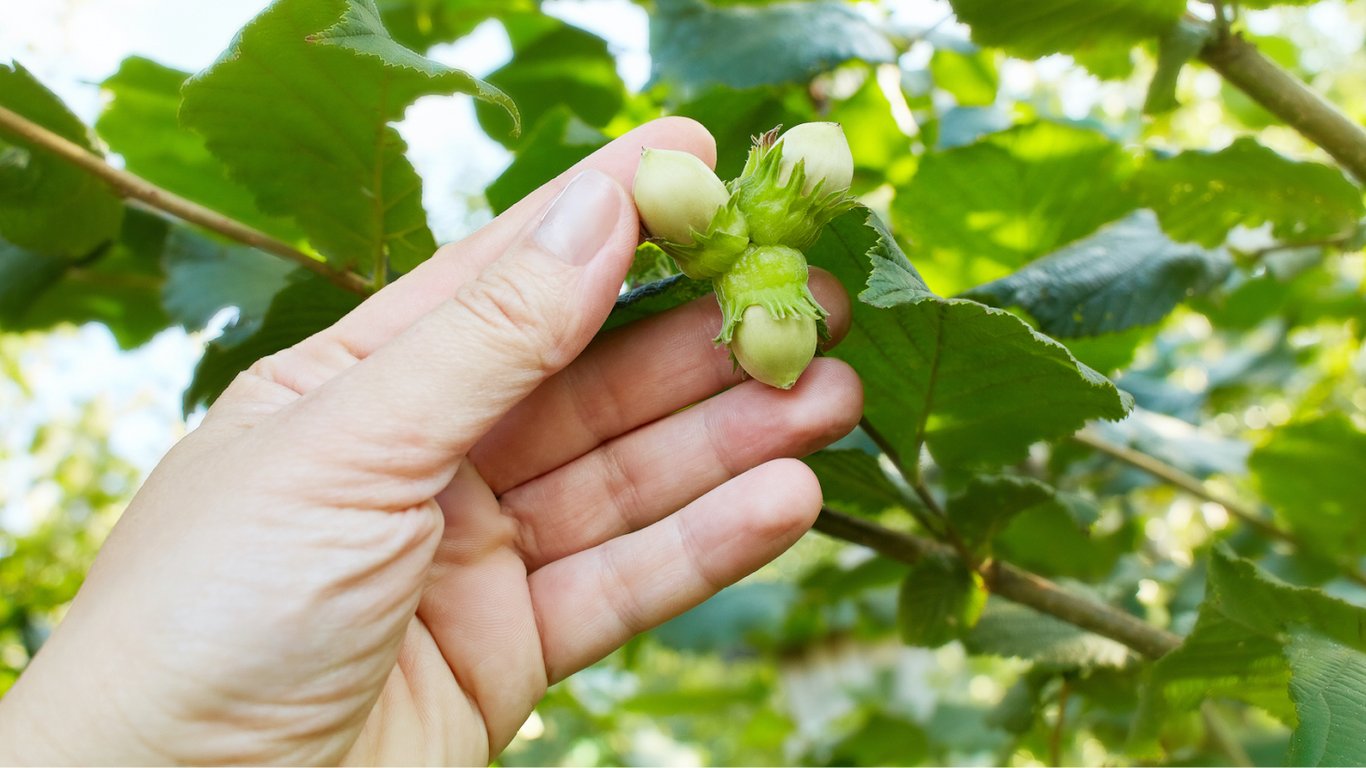 Najlepsze odmiany leszczyny do ogrodu: które plonują najobficiej i są łatwe w obróbce