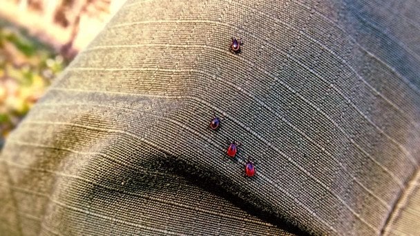 Pająki budzą się wcześniej: przez ocieplenie klimatu tarantule opuszczają nory już w marcu