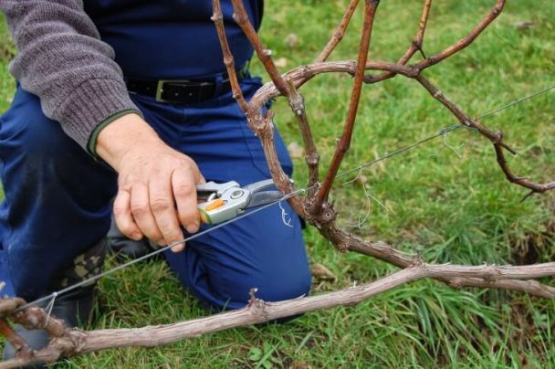 Wiosenne zabiegi przy winorośli: cięcie i opryski krok po kroku