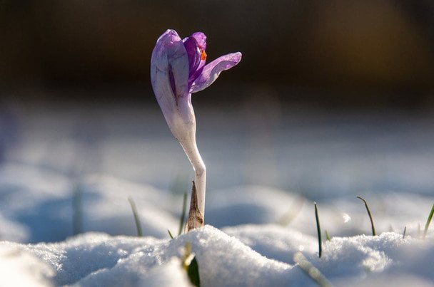 2 marca: imieniny Arseniusza, Bogdana, Józefa, Mikołaja i Sawy
