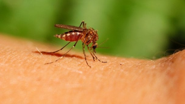 Gorączka Dengue we Lwowie: u kogo zdiagnozowano tropikalną chorobę