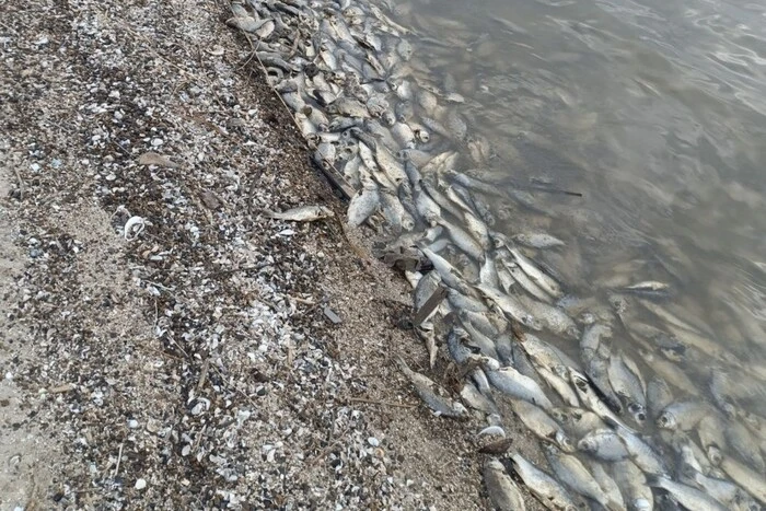 In der Region Odessa wurde ein massenhaftes Fischsterben festgestellt: Was bekannt ist