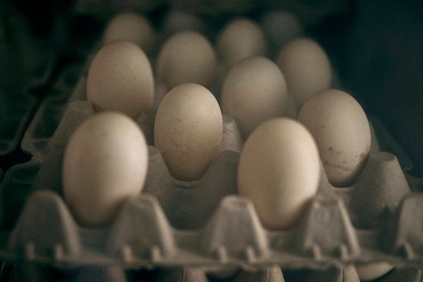 Куры на птицефабрике при отключении электричества