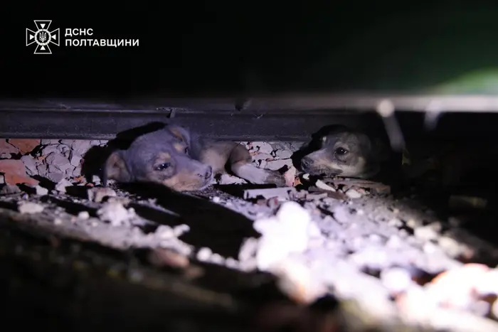Angriff auf Poltawa: Rettungskräfte haben die Hündchen unter den Trümmern geborgen (Foto, Video)