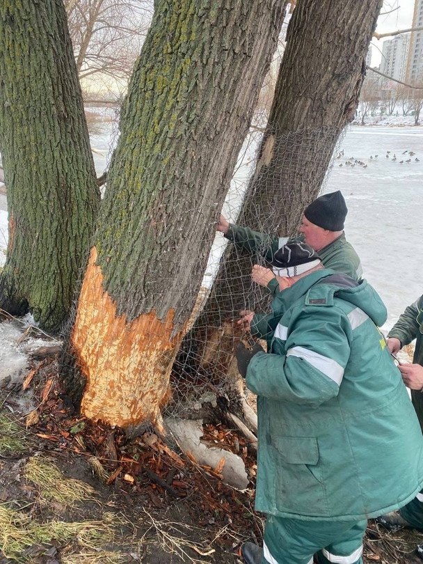 Wiosenna inwazja bobrów w kijowskich jeziorach. Miasto chroni drzewa