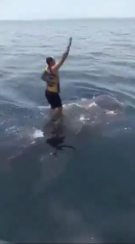 Terrifying moment idiot thrillseeker surfs and dances on top of SHARK – as viewers slam moronic and cruel stunt