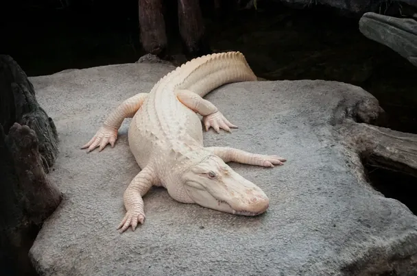 Zmarł legendarny biały aligator Claude: symbol San Francisco miał 30 lat